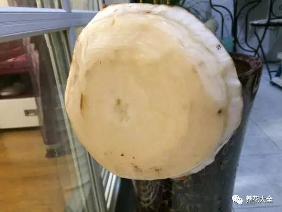 花死了花盆要不要扔,花死了要不要扔