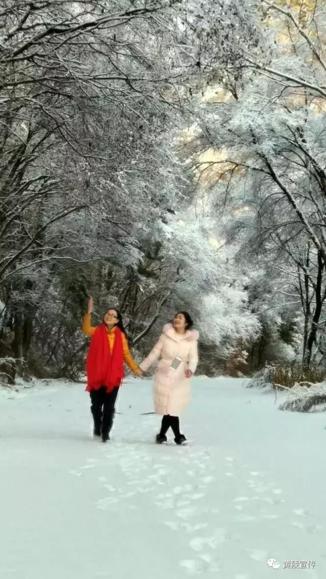 一场雪黄陵就美成了人间仙境