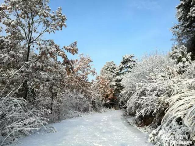 一场雪黄陵就美成了人间仙境