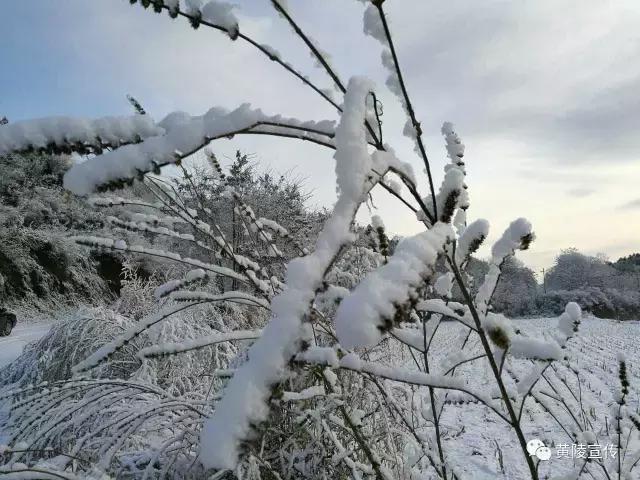 一场雪黄陵就美成了人间仙境