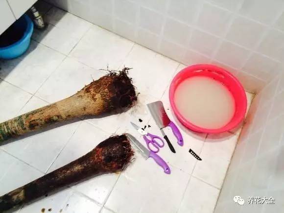 花死了花盆要不要扔,花死了要不要扔