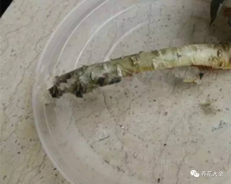 花死了花盆要不要扔,花死了要不要扔