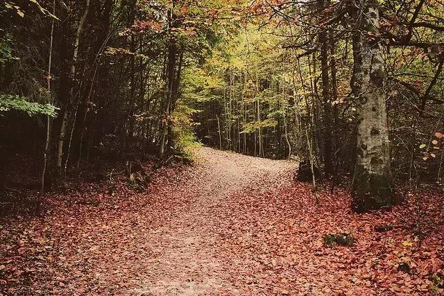 鎮﹁娉板浗鏃呰,浜氭床寤変环鑸┖瀹樼綉