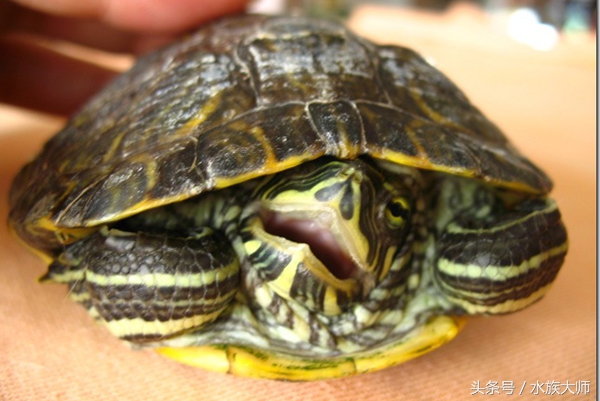 巴西龟不张开嘴怎么回事,小巴西龟一直张开嘴巴怎么办
