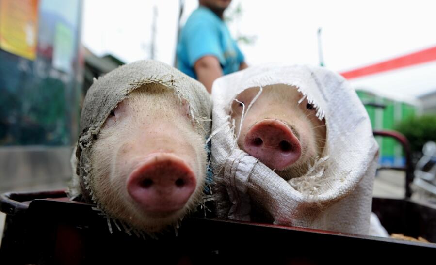 育肥阶段猪外伤怎么治疗,猪外伤最佳治疗方法