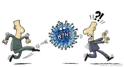 鸡禽流感流感传染人吗,鸡年禽流感