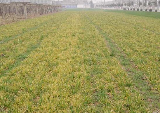 小麦叶尖发黄枯死是什么原因,小麦拔节期发黄是什么原因