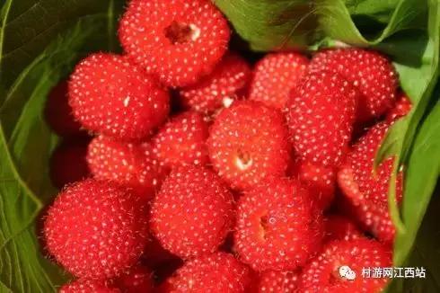 农村五大野果你吃过几种,农村山里的野果有哪些