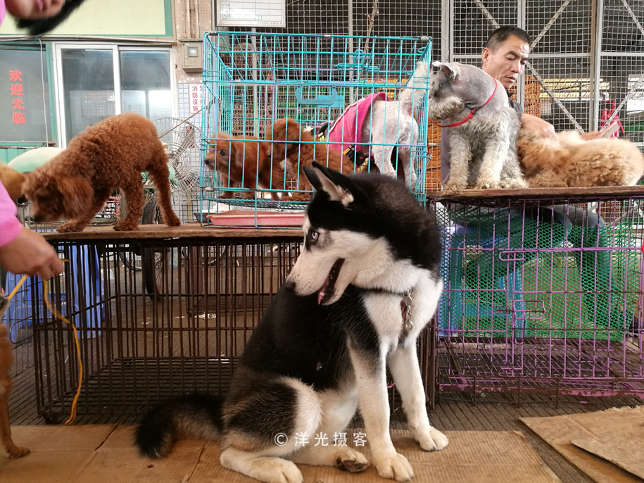 番禺各个镇大集时间表,广州去清远农村赶集