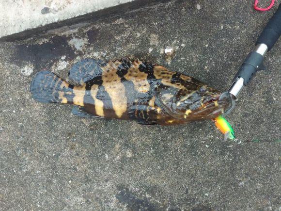 新手钓鱼怕被刺如何取钩,钓鱼钩扎到肉里怎么处理