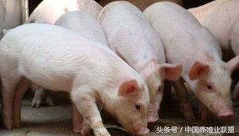猪只吃不长是什么原因,猪光吃不长怎么解决