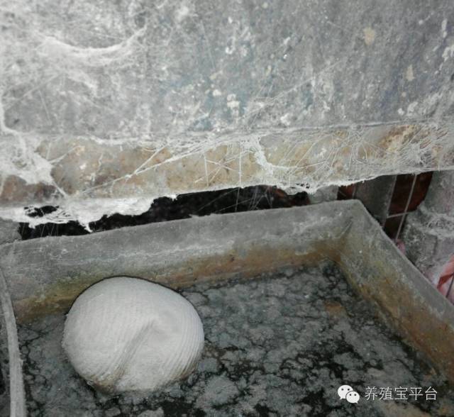 爱佳集团杨经理,杨文斌的养殖场