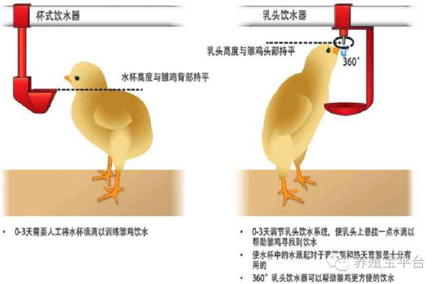 爱佳集团杨经理,杨文斌的养殖场