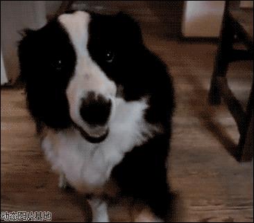 怎样知道家里的狗狗是串串 (怎么知道我家狗是什么串串)