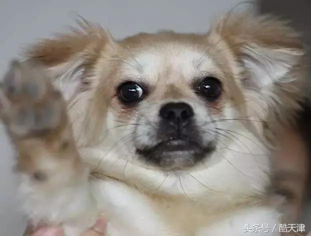 怎样知道家里的狗狗是串串 (怎么知道我家狗是什么串串)