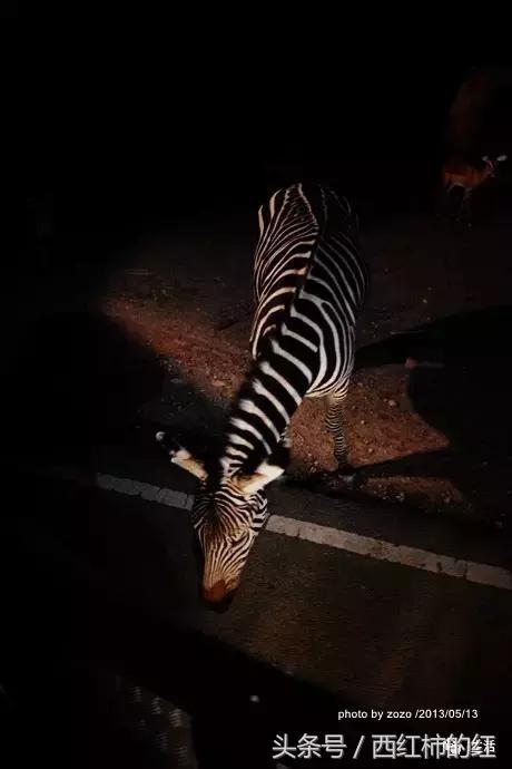 如果你喜欢清迈,泰国如果你爱一个人