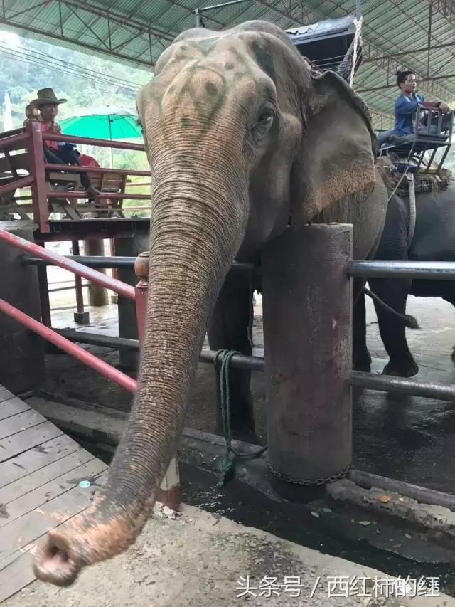 如果你喜欢清迈,泰国如果你爱一个人