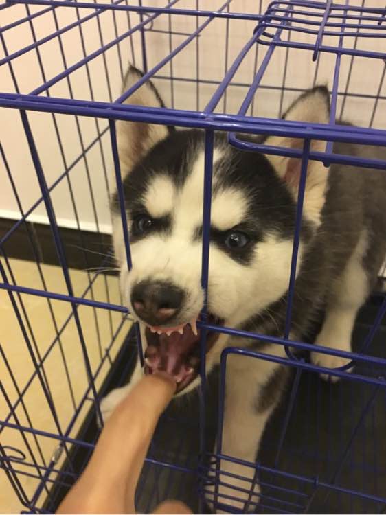 哈士奇的正确饲养方法有哪些,这才是哈士奇的正确遛法