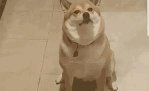 来自加纳利群岛的铁*意民**志——看美剧学西甲投注技巧