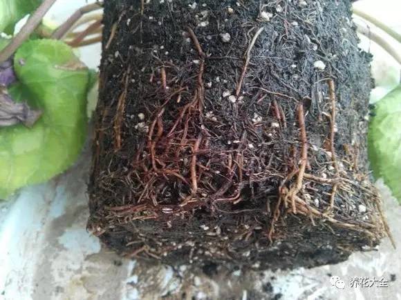 花死了花盆要不要扔,花死了要不要扔