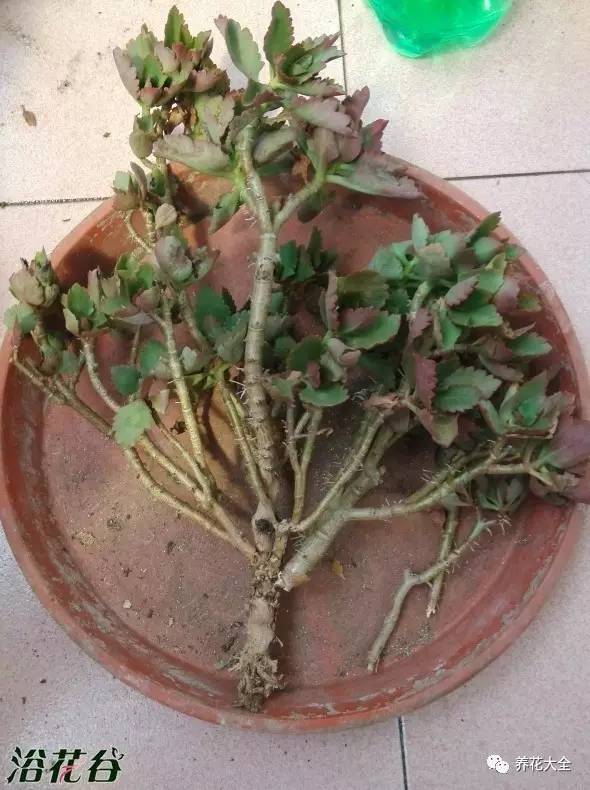 花死了花盆要不要扔,花死了要不要扔