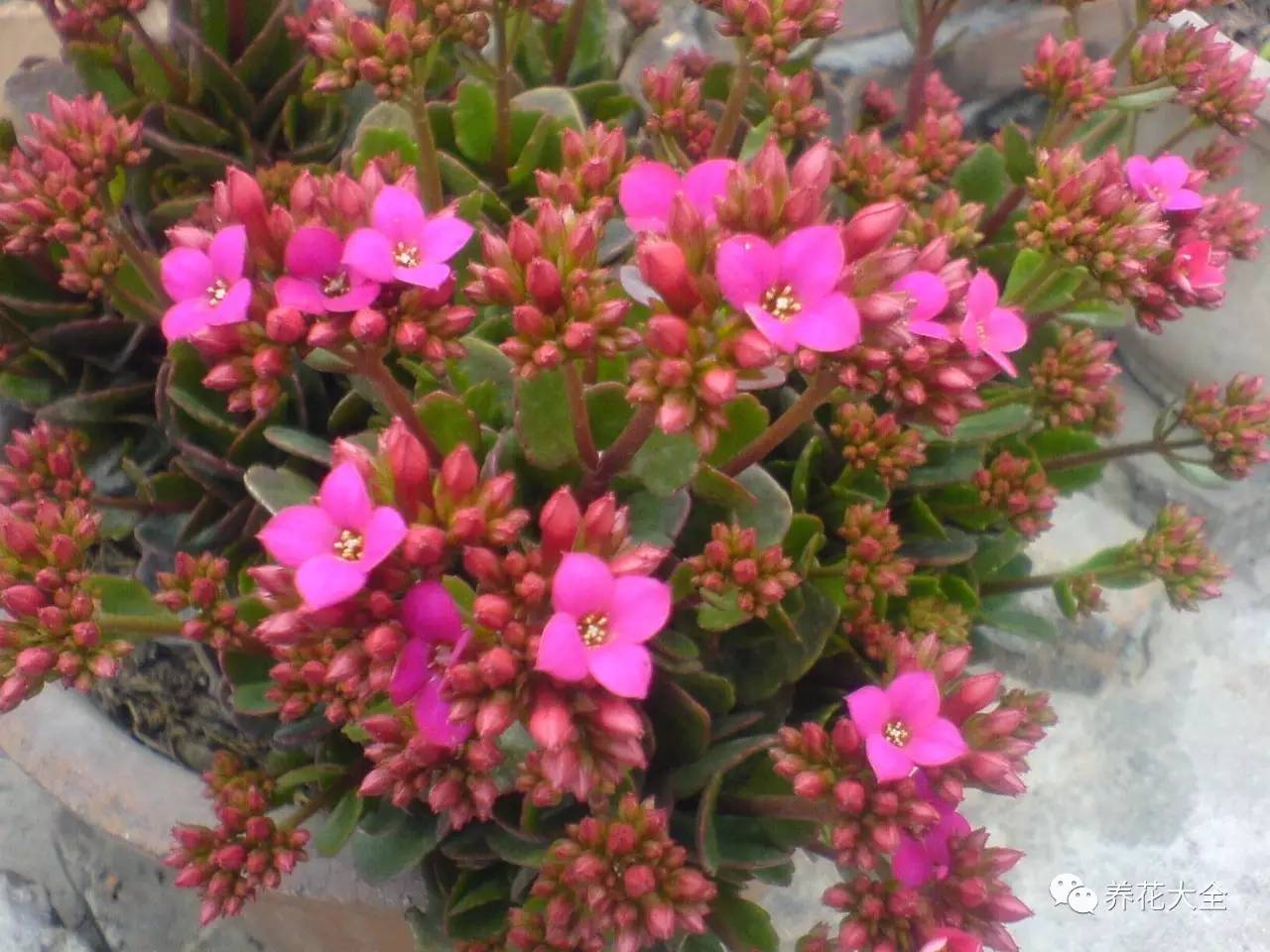 花死了花盆要不要扔,花死了要不要扔