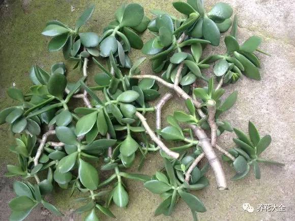 花死了花盆要不要扔,花死了要不要扔