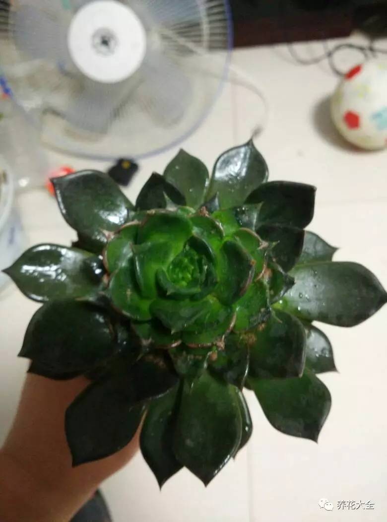 花死了花盆要不要扔,花死了要不要扔