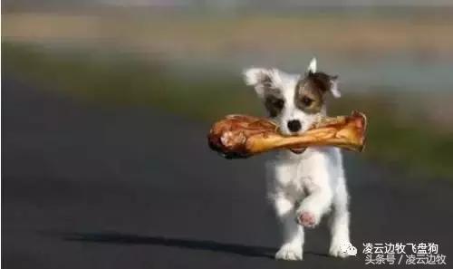 关注！骨头可以杀死狗！