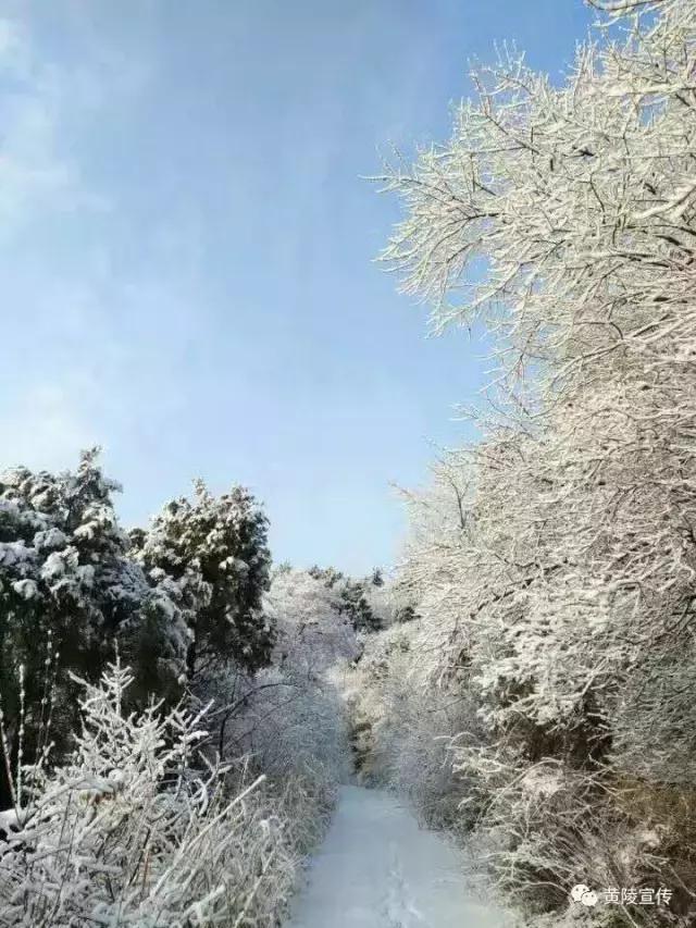一场雪黄陵就美成了人间仙境