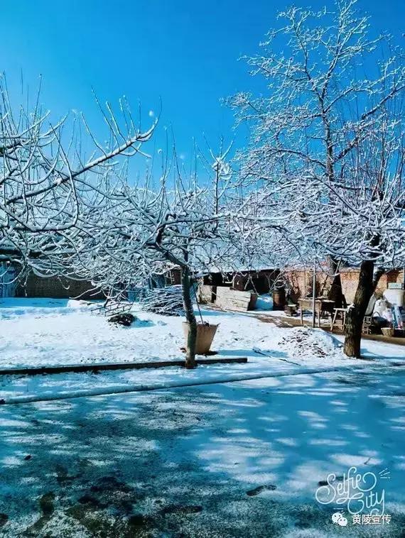 一场雪黄陵就美成了人间仙境