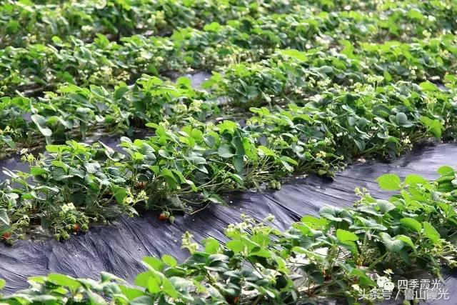 魅力龙泉,龙泉镇富硒采摘园