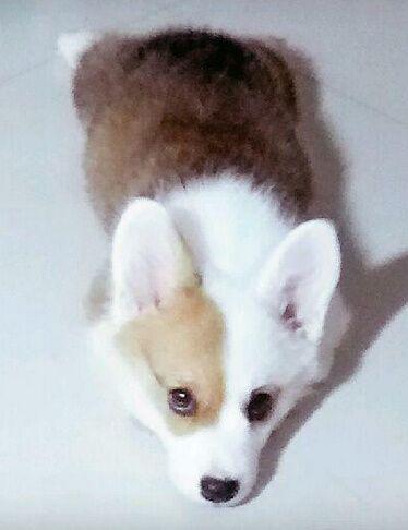 选择汪星人只看价格？真实经历告诉你为何不要贪便宜