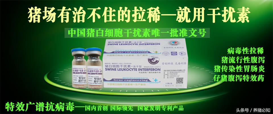 如何治疗猪病毒性拉稀,猪病毒性腹泻的症状及处理方法