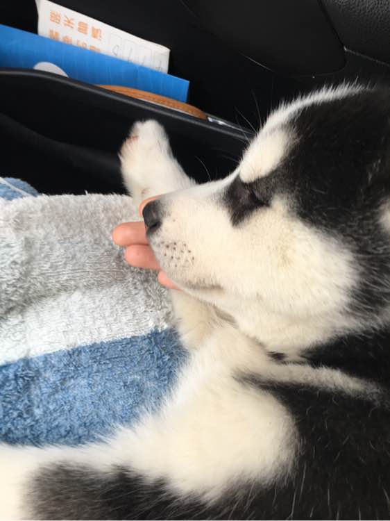 哈士奇的正确饲养方法有哪些,这才是哈士奇的正确遛法