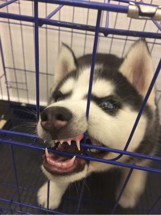 哈士奇的正确饲养方法有哪些,这才是哈士奇的正确遛法