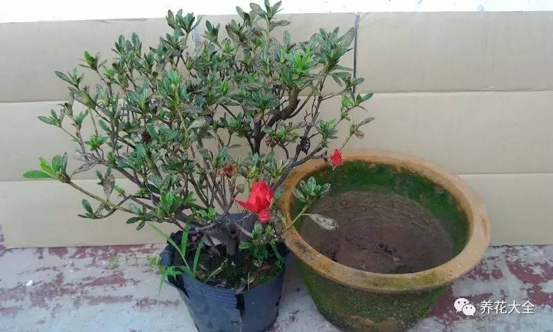 花死了花盆要不要扔,花死了要不要扔