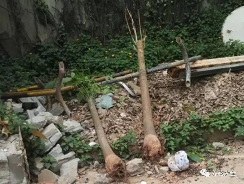 花死了花盆要不要扔,花死了要不要扔