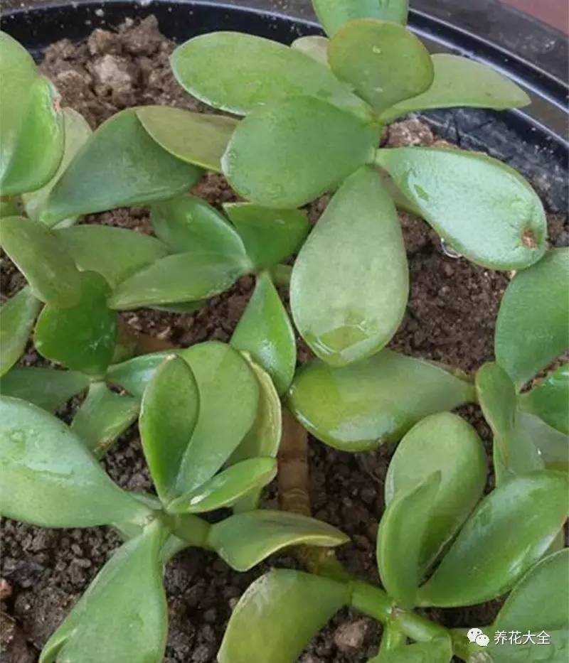 花死了花盆要不要扔,花死了要不要扔