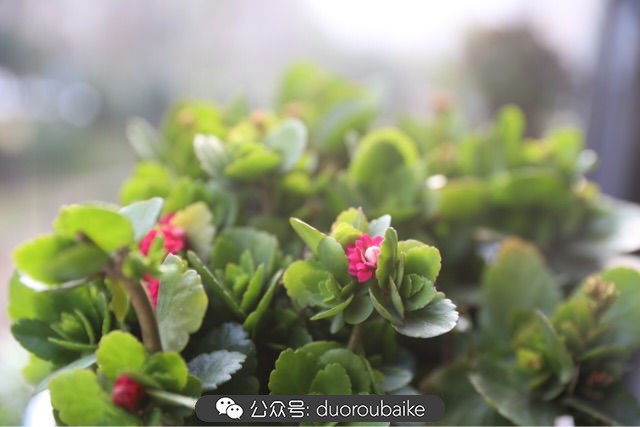 回忆之旅最适合带的植物,野外旅游必须记住的植物