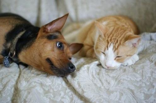 宠物死亡证明可以网上开吗,开宠物死亡证明要哪些材料