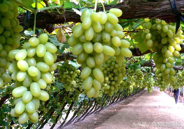 全国各地特产测评之河北篇,中国特产农产品大全