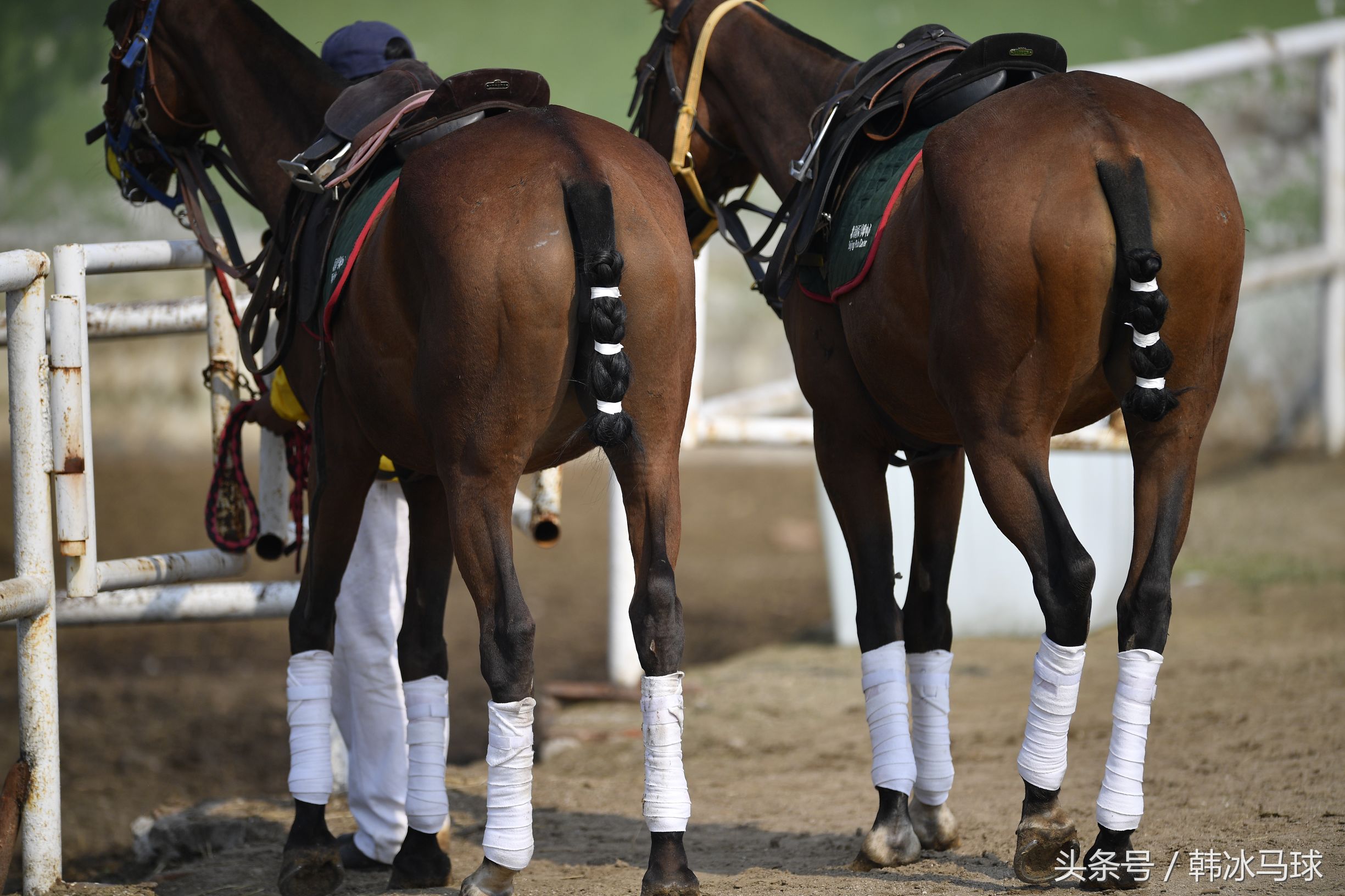 拍马屁不能乱拍,为什么说不要乱讲话