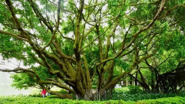 厦大入选全球12所最美大学！像花园一样的大学厦门原来这么多