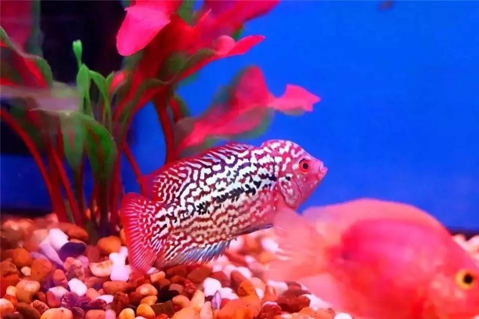 养罗非如何养得又肥又大,养螺知识