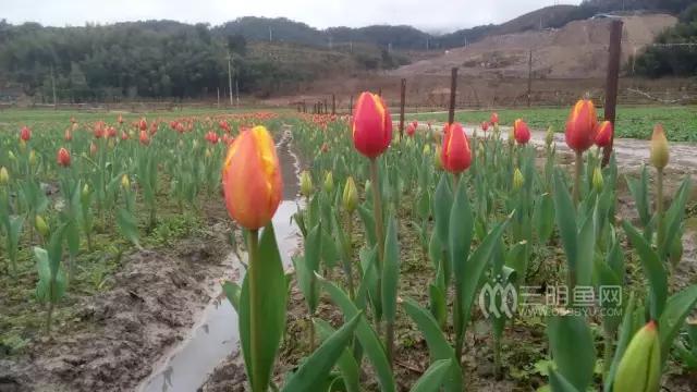 三明买货,三明同城购物