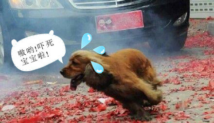 狗狗被炮仗炸死,狗狗第一次看见炮仗