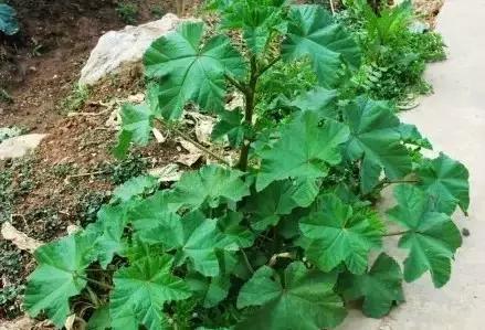 云南人再贵也要吃野生菌,云南人吃过最奢侈的一道菜