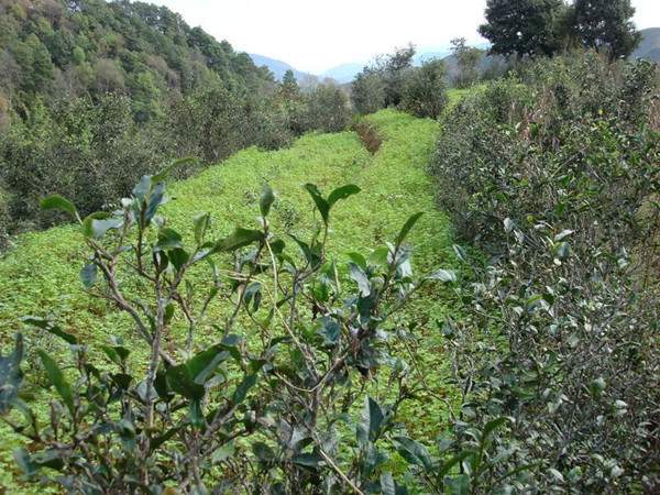 临沧性价比最高的普洱茶山,临沧茶区主要知名茶山