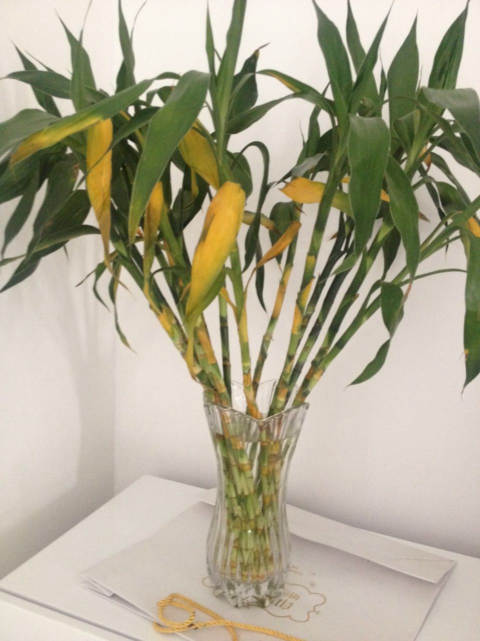 养的富贵竹叶子发黄的原因,我养的富贵竹叶子发黄了怎么办